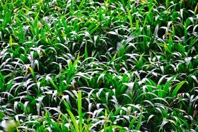 green grass in Sri Lanka
