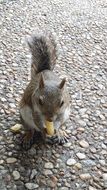 squirrel feeding on pavement