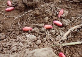 small red bulbs in soil