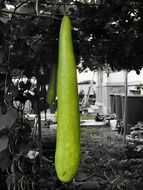 giant green zucchini closeup