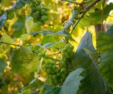 Green grapes on branches