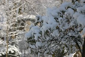 fluffy snow on tree branches in January
