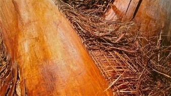 palm tree trunk
