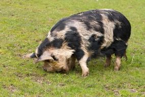 pig large
