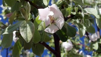 blooming quince flowers on a sunny day