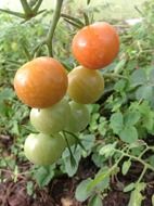 immature tomatoes on a branch