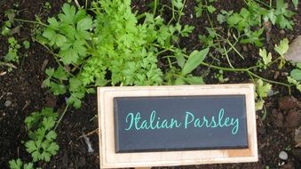 halian passle sign drawing