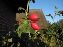 two red rosehip berries