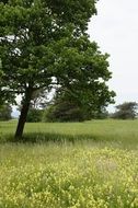 wild flowers and trees on the meadow