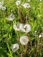 dandelions on green grass