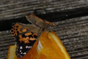 butterfly on an orange segment