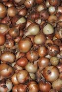 harvest of crop of onions