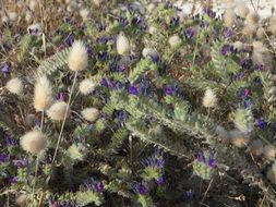 tasty and fresh ground grasses