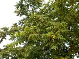 branches of walnut trees