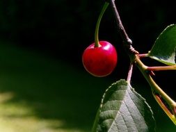 cherry on a branch close up