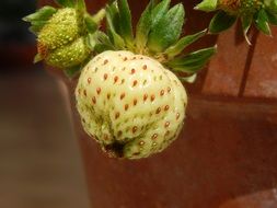 Green strawberries on the bush