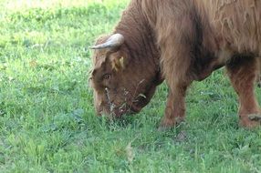 Bull is eating grass on the field