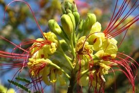 caesalpinia flowers