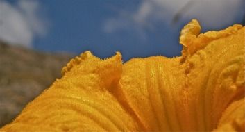 orange blooming pumpkin flower