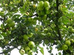 Green apples on the tree