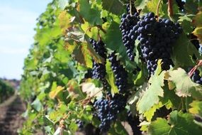 Wine clusters on the bush