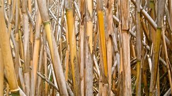 dry sugar cane