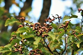 japanese raisin tree branch