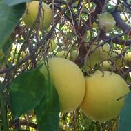 Grapefruits on the tree