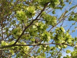 ulmus minor, field elm fruits on branches