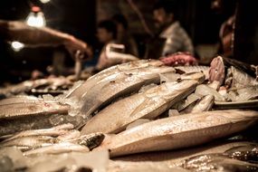 Fresh fish for sale