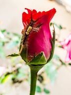 insect on the red rose bud
