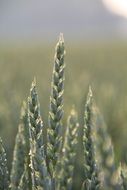 green spikelets of wheat close up