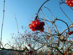 red belladonna berries