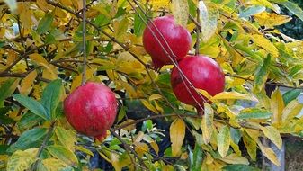 pomegranate fruit on a tree