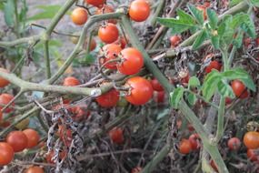 cherry tomatoes on a branch close-up on blurred background