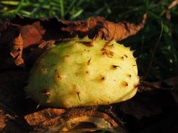 chestnut shell on the ground