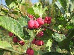 fruit euonymus closeup