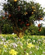 orange tree in a flower meadow