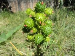 Green thorny bushes