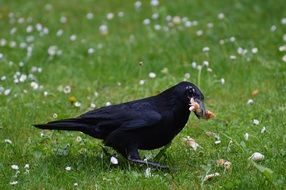 black crow eating