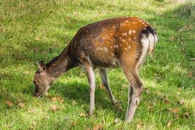 roe deer eating green grass