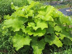 Fresh natural healthy green burdock root from the garden