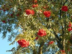 rowan tree with ripe red berries