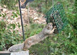 squirrel is out of the trough