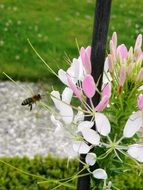 Insects on pink flowers in the park