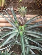 pineapple fruit wild exotic plant