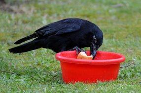 crow eating bread