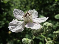 white bloom of blackberry