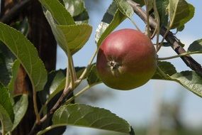 Apple ripens on a branch