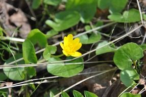 yellow kaczeniec